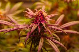 Maui Wowie Seeds The Ultimate Guide to Growing and Enjoying Maui Wowie Seeds The Ultimate Guide to Growing and Enjoying