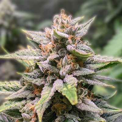 Maui Wowie Seeds The Ultimate Guide to Growing and Enjoying Maui Wowie Seeds The Ultimate Guide to Growing and Enjoying