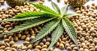Maui Wowie Seeds The Ultimate Guide to Growing and Enjoying Maui Wowie Seeds The Ultimate Guide to Growing and Enjoying